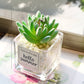 Creative decoration office potted plants